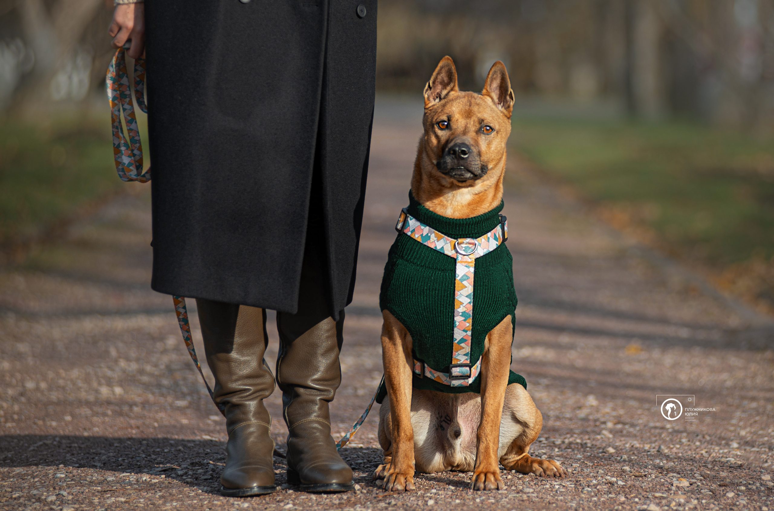 Read more about the article Формула успешной дрессировки, или кто такая воспитанная собака