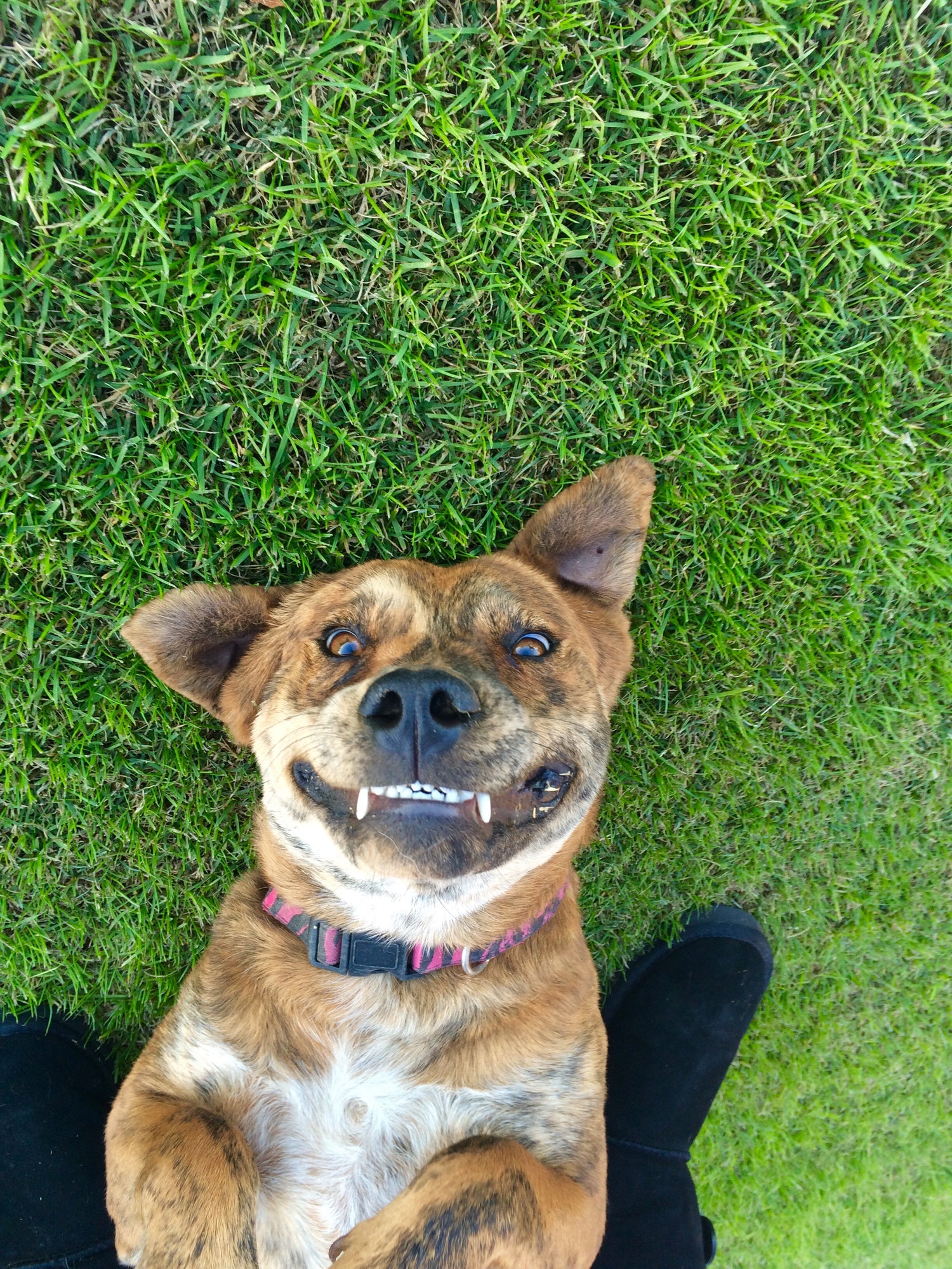 Dogs